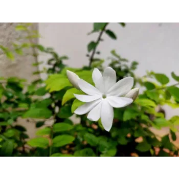 Jasmine Plants Manufacturer